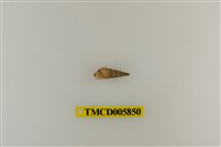 藏品(灰白陸寄居蟹)的圖片